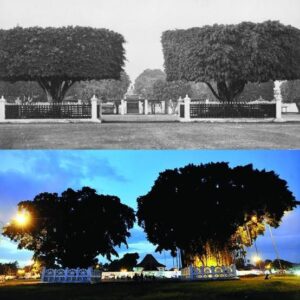 Alun-Alun Kidul Jogja: Tempat di Mana Mitos, Cinta, dan Lampu LED Bertabrakan