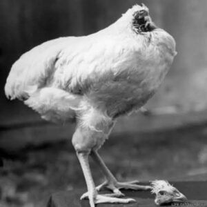 Ayam tanpa kepala bernama Mike mendunia dan dikenal dengan julukan