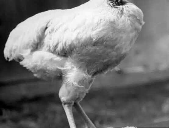 Ayam tanpa kepala bernama Mike mendunia dan dikenal dengan julukan "Headless Chicken". (Foto:Ist)
