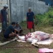 Prosesi saat penyembelihan hewan kurban di Kavling Bumi Mandiri, Bekasi (foto:Praba)