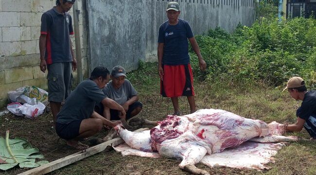 Prosesi saat penyembelihan hewan kurban di Kavling Bumi Mandiri, Bekasi (foto:Praba)