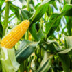 Foto ilustrasi tanaman Jagung (foto: Praba/istimewa)