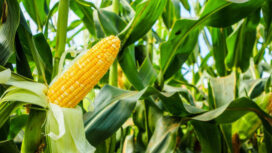 Foto ilustrasi tanaman Jagung (foto: Praba/istimewa)