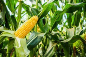Foto ilustrasi tanaman Jagung (foto: Praba/istimewa)