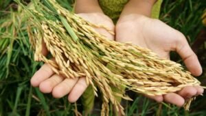 Hasil padi petani (foto:istimewa )