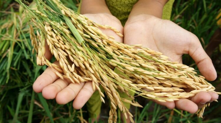 Hasil padi petani (foto:istimewa )