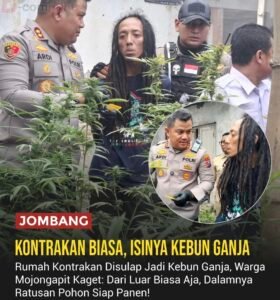 Polisi menggerebek rumah kontrakan di Desa Mojongapit, Jombang, yang disulap menjadi kebun ganja skala rumahan. Ratusan tanaman ganja diamankan sebagai barang bukti.(Foto: Istimewa)