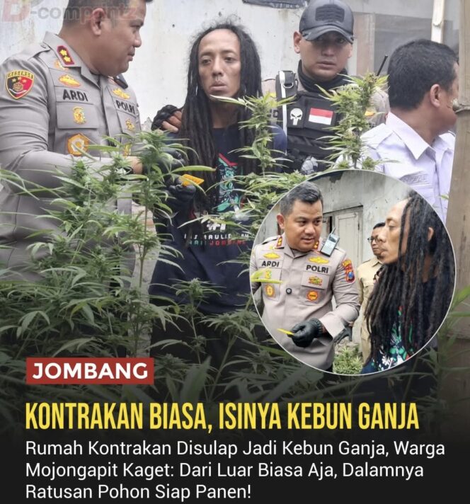 
					Polisi menggerebek rumah kontrakan di Desa Mojongapit, Jombang, yang disulap menjadi kebun ganja skala rumahan. Ratusan tanaman ganja diamankan sebagai barang bukti.(Foto: Istimewa)