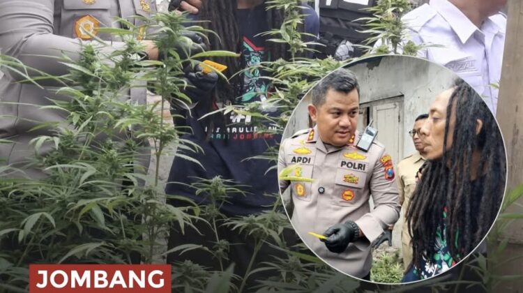 Polisi menggerebek rumah kontrakan di Desa Mojongapit, Jombang, yang disulap menjadi kebun ganja skala rumahan. Ratusan tanaman ganja diamankan sebagai barang bukti.(Foto: Istimewa)