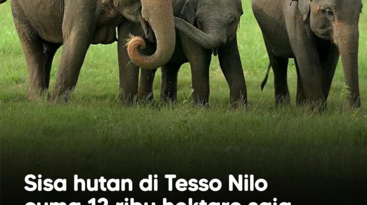 Habitat Tesso Nilo Menciut Drastis, Gajah Kian Terdesak