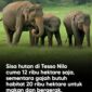 Taman Nasional Tesso Nilo menyusut drastis dari 81 ribu menjadi 12 ribu hektare, membuat habitat gajah kian terdesak dan memasuki fase kritis.