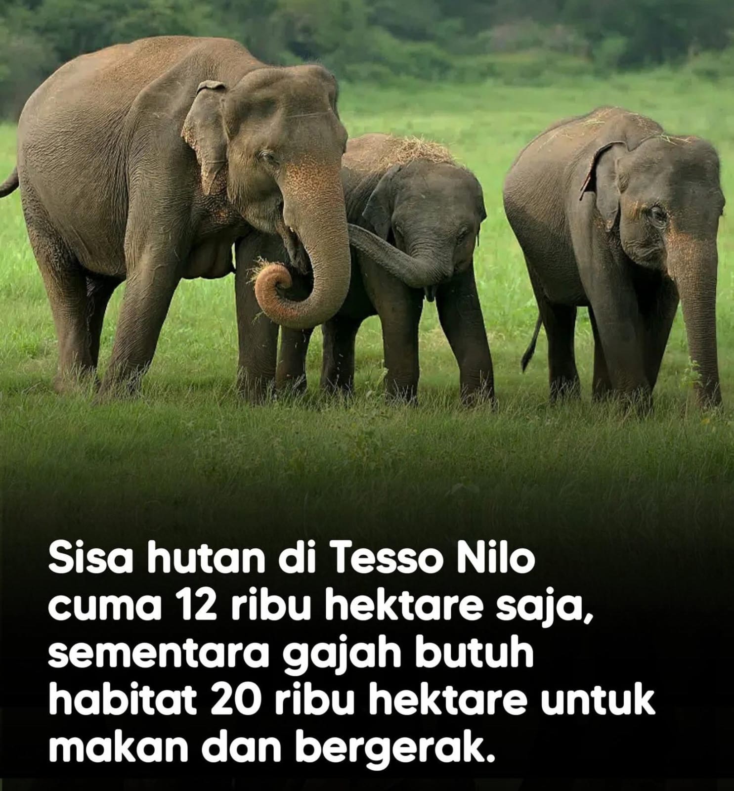 Taman Nasional Tesso Nilo menyusut drastis dari 81 ribu menjadi 12 ribu hektare, membuat habitat gajah kian terdesak dan memasuki fase kritis.