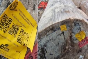 Pantai Tanjung Setia di Lampung diserbu ribuan kayu raksasa. Nelayan terdampak, wisatawan kabur. Polisi telusuri legalitas kayu ber-barcode.(Istimewa)
