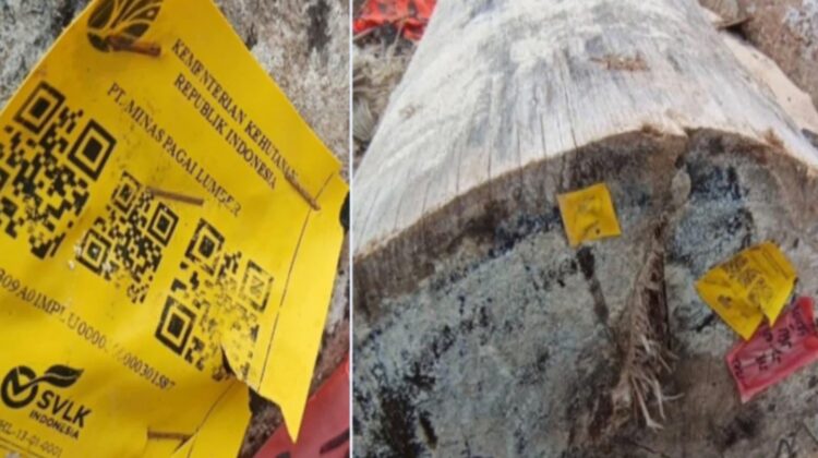 Pantai Tanjung Setia di Lampung diserbu ribuan kayu raksasa. Nelayan terdampak, wisatawan kabur. Polisi telusuri legalitas kayu ber-barcode.(Istimewa)