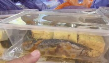 Video lele mentah dalam menu Makan Bergizi Gratis di Pamekasan viral. BGN menjelaskan paket makanan sebenarnya lengkap, namun sebagian ditolak oleh SMAN 2 Pamekasan.