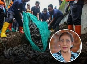 Susi Pudjiastuti sarankan ikan sapu-sapu dimanfaatkan, bukan dikubur. MUI menilai penguburan hidup-hidup melanggar prinsip kesejahteraan hewan dalam Islam.(istimewa)