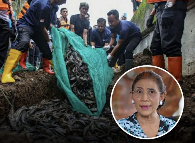 
					Susi Pudjiastuti sarankan ikan sapu-sapu dimanfaatkan, bukan dikubur. MUI menilai penguburan hidup-hidup melanggar prinsip kesejahteraan hewan dalam Islam.(istimewa)