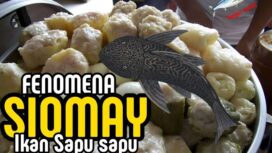 DKPKP DKI Jakarta mengungkap bahaya siomai berbahan ikan sapu-sapu yang mengandung logam berat dan bakteri. Kenali cirinya agar terhindar dari risiko kesehatan.(Istimewa)
