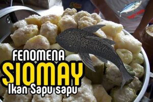 Harga Miring, Risiko Ngeri: Ini Perbedaan Siomai Tenggiri dan Sapu-Sapu Menurut DKPKP