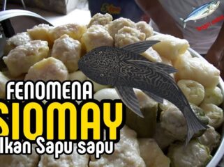 DKPKP DKI Jakarta mengungkap bahaya siomai berbahan ikan sapu-sapu yang mengandung logam berat dan bakteri. Kenali cirinya agar terhindar dari risiko kesehatan.(Istimewa)