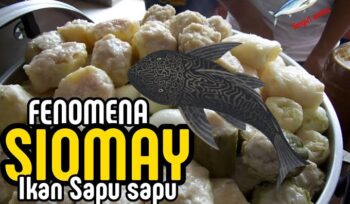 DKPKP DKI Jakarta mengungkap bahaya siomai berbahan ikan sapu-sapu yang mengandung logam berat dan bakteri. Kenali cirinya agar terhindar dari risiko kesehatan.(Istimewa)