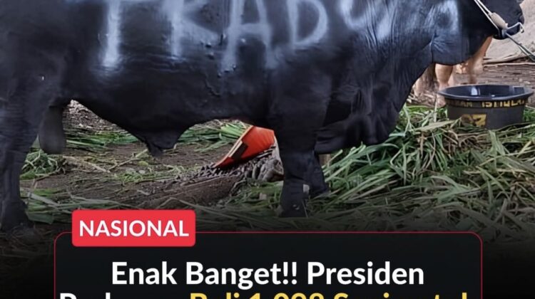 Presiden Prabowo Subianto menyalurkan 1.098 sapi kurban Iduladha 1447 H senilai Rp100 miliar untuk daerah, pesantren, dan tokoh masyarakat.(Istimewa)