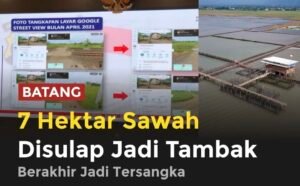 Kasus alih fungsi 7 hektare sawah di Batang menjadi tambak udang berujung pidana. Usaha yang disebut menghasilkan omzet miliaran rupiah itu kini disorot karena diduga melanggar aturan tata ruang dan mengancam lahan pangan.(istimewa)