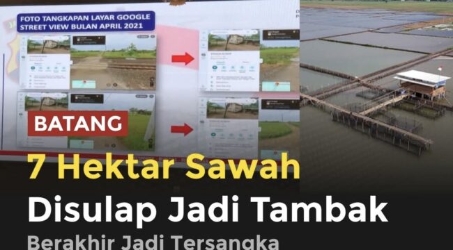 Kasus alih fungsi 7 hektare sawah di Batang menjadi tambak udang berujung pidana. Usaha yang disebut menghasilkan omzet miliaran rupiah itu kini disorot karena diduga melanggar aturan tata ruang dan mengancam lahan pangan.(istimewa)